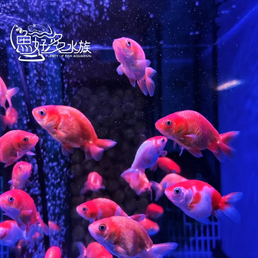 紅白蘭壽