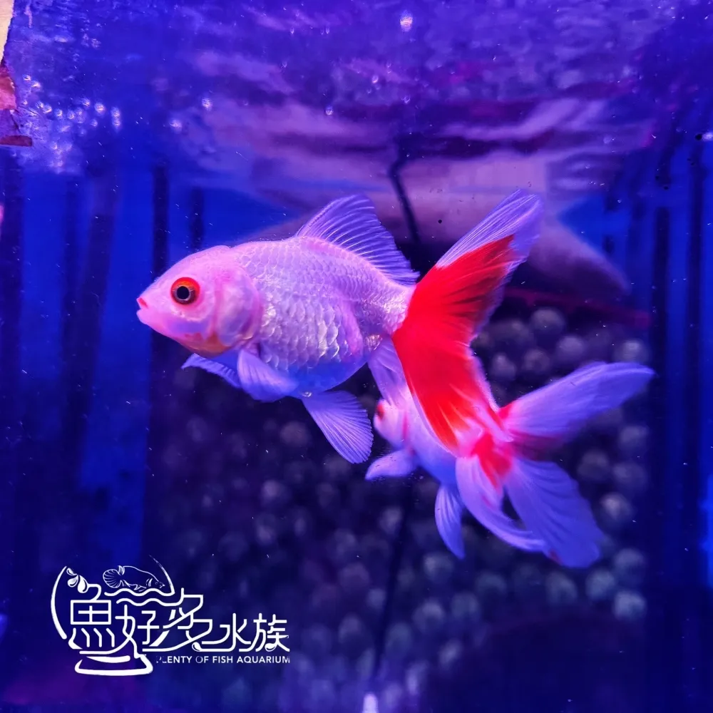紅白泰獅