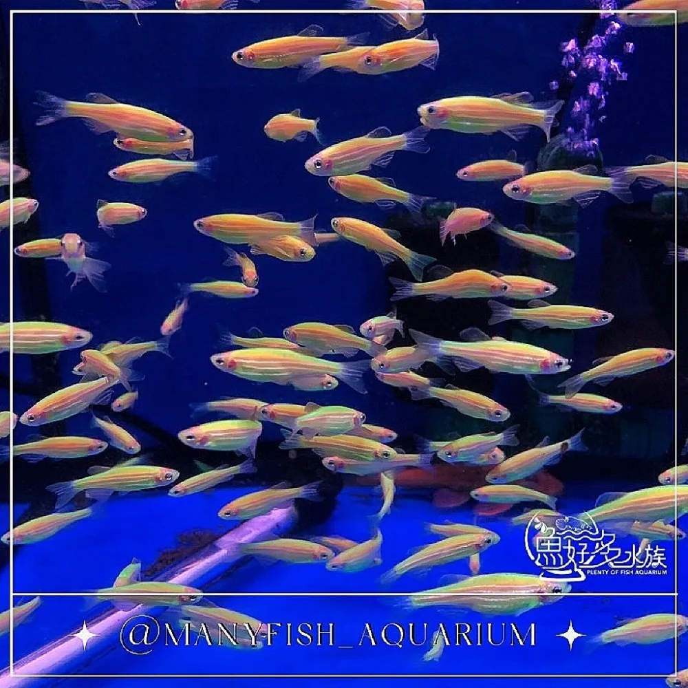 淺綠仙子