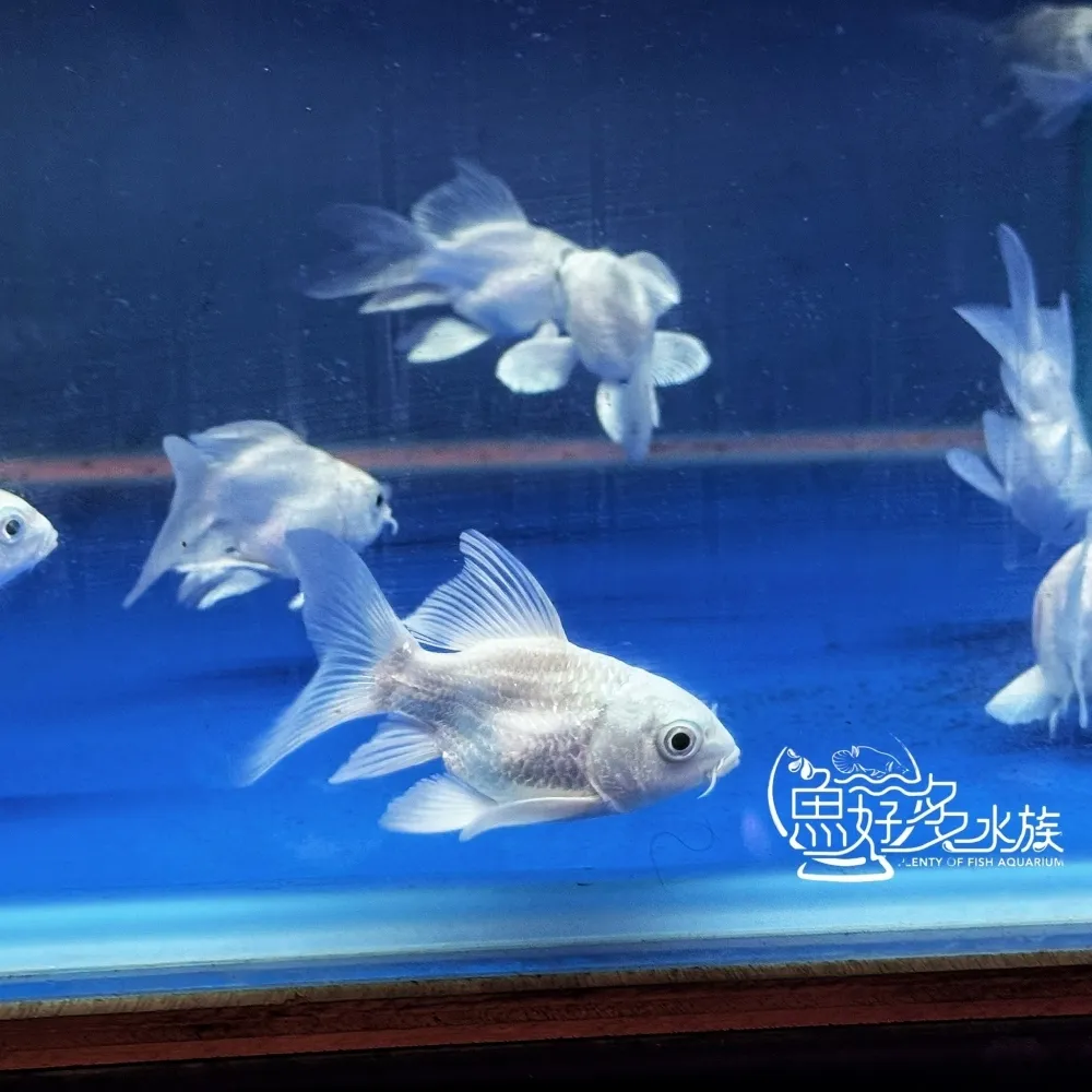 短身白金蝴蝶龍鯉