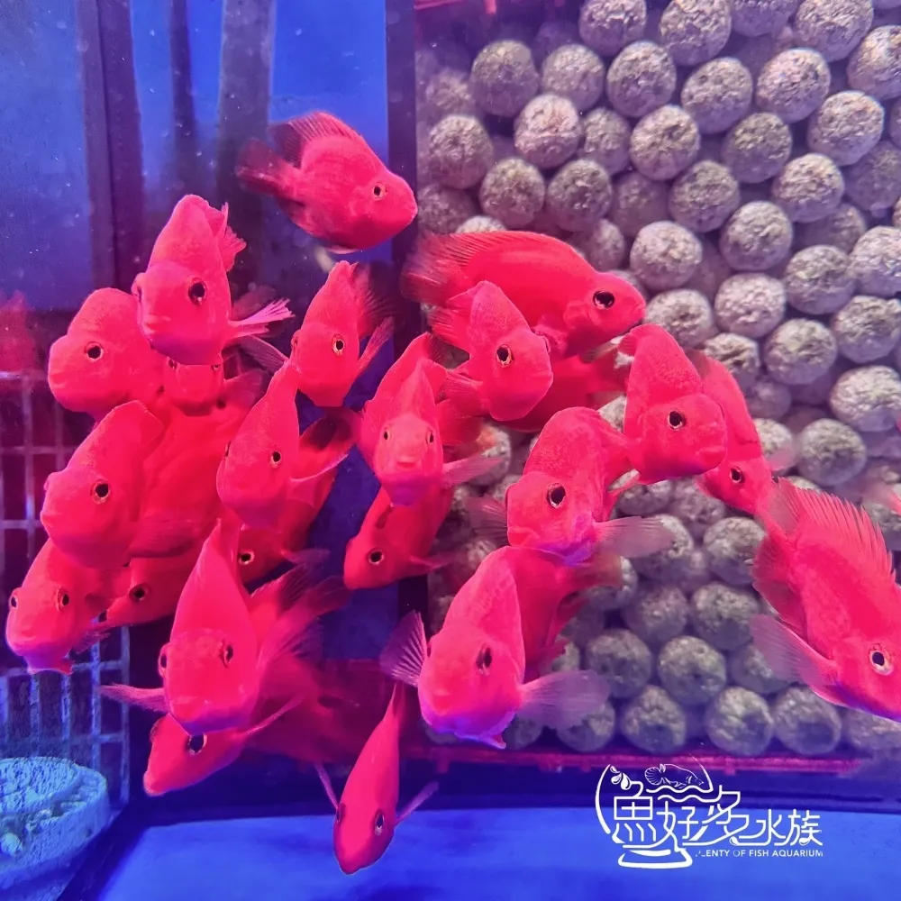 紫鸚鵡
