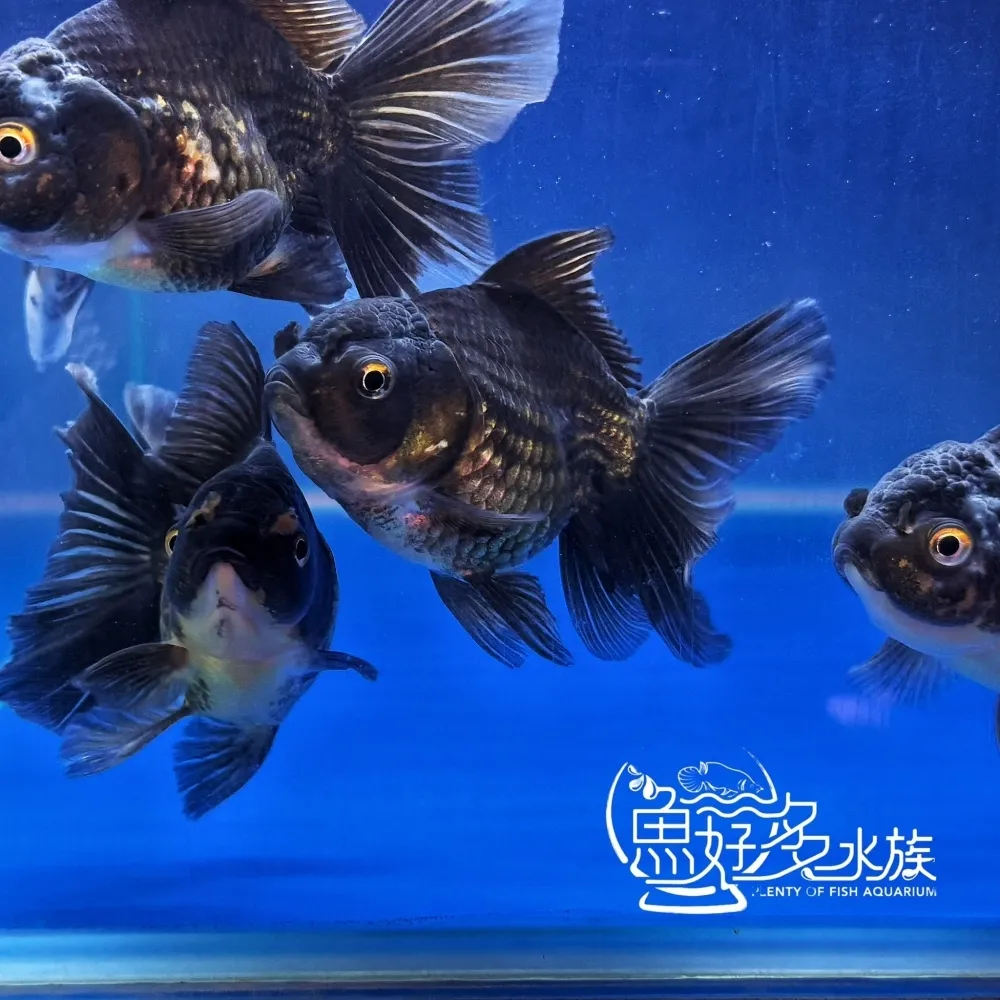 原裝進口 百褶尾黑泰獅