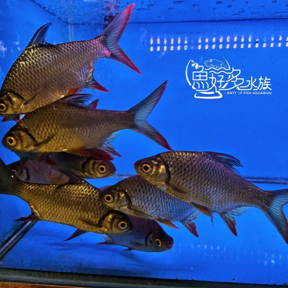 泰國鯽