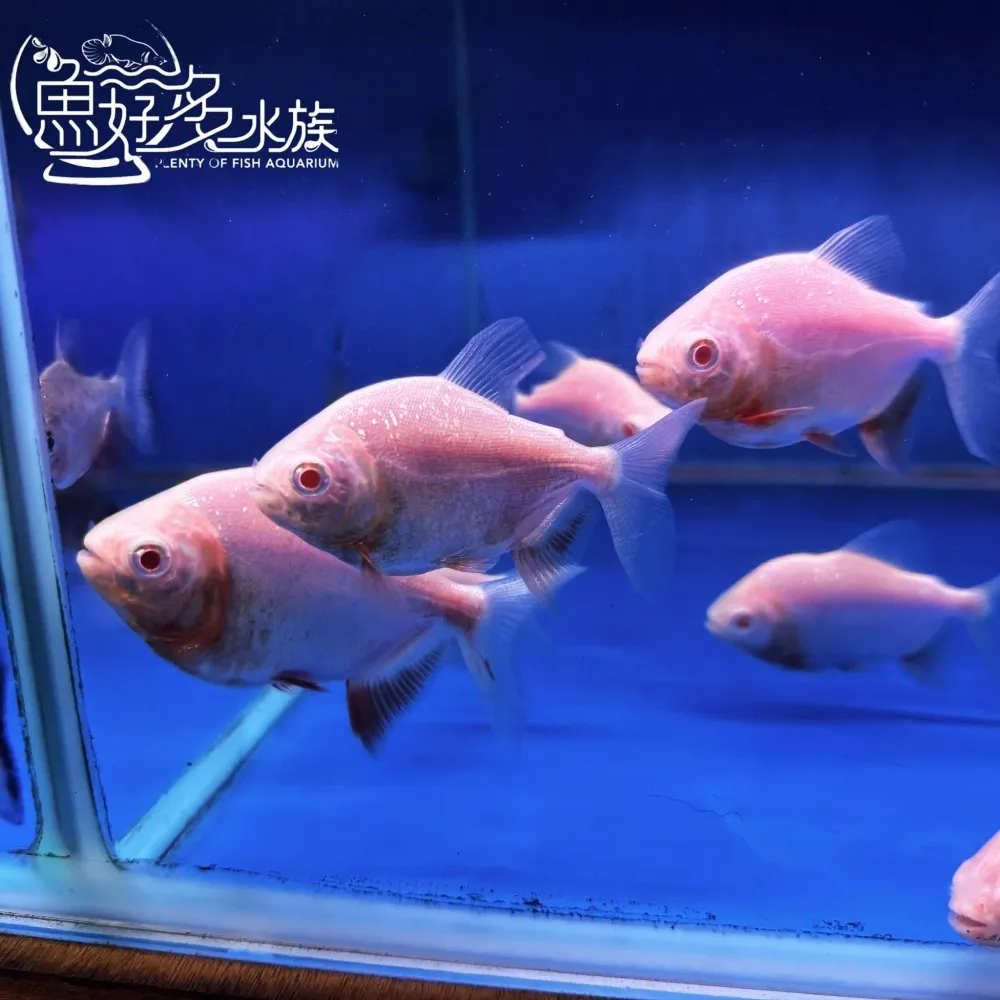 白子銀板