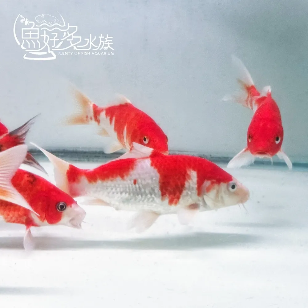特色紅白錦鯉