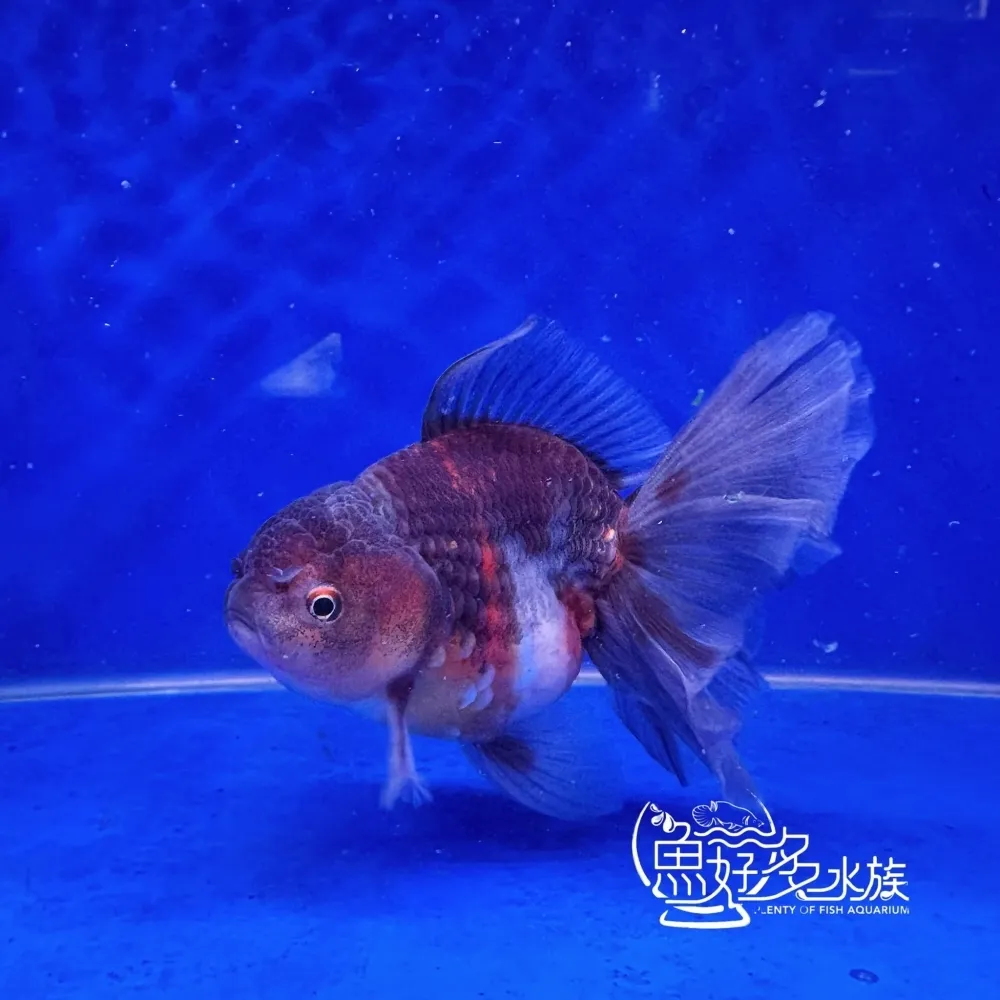 原裝百褶尾泰獅(麒麟配色)