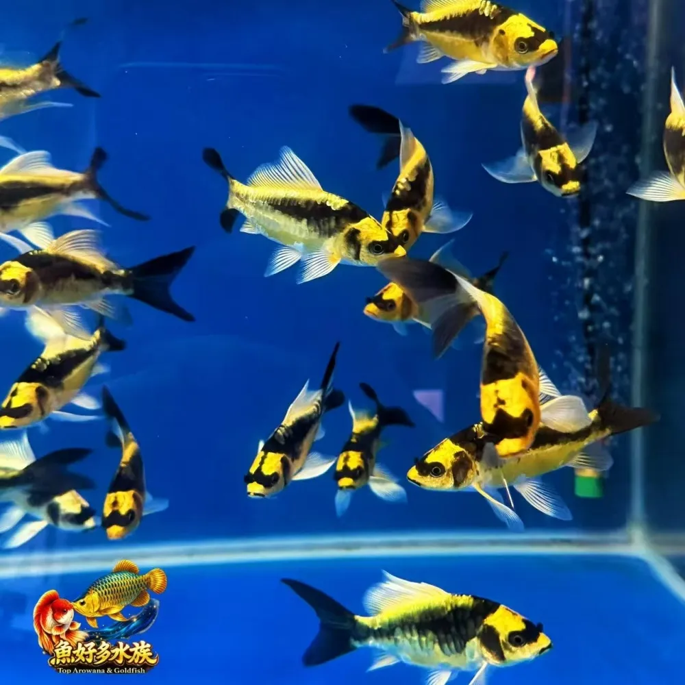 瑪雅蝴蝶龍鯉