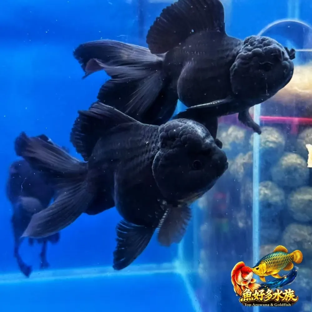 黑泰獅
