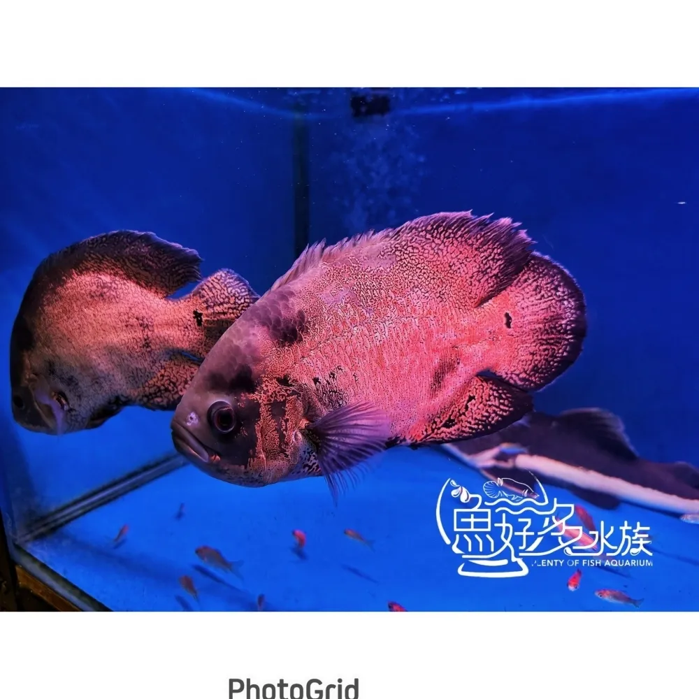 豹紋花豬