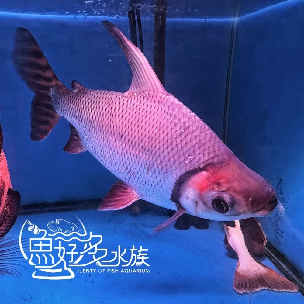 高翅飛鳳 11尾線