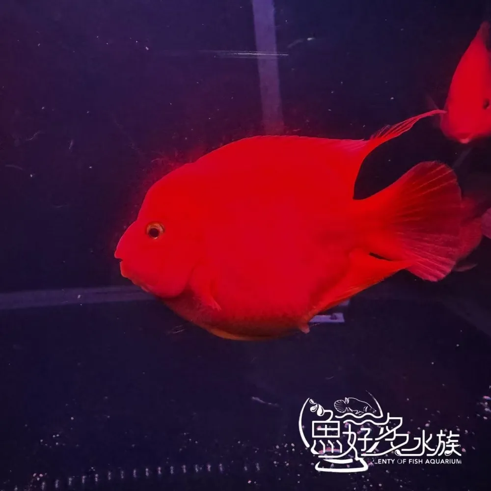 原裝進口 精品紅元寶