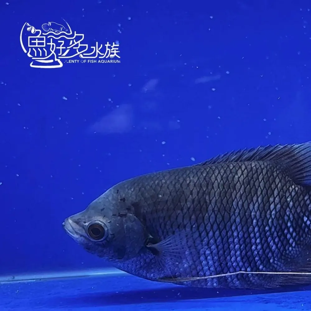 灰戰船