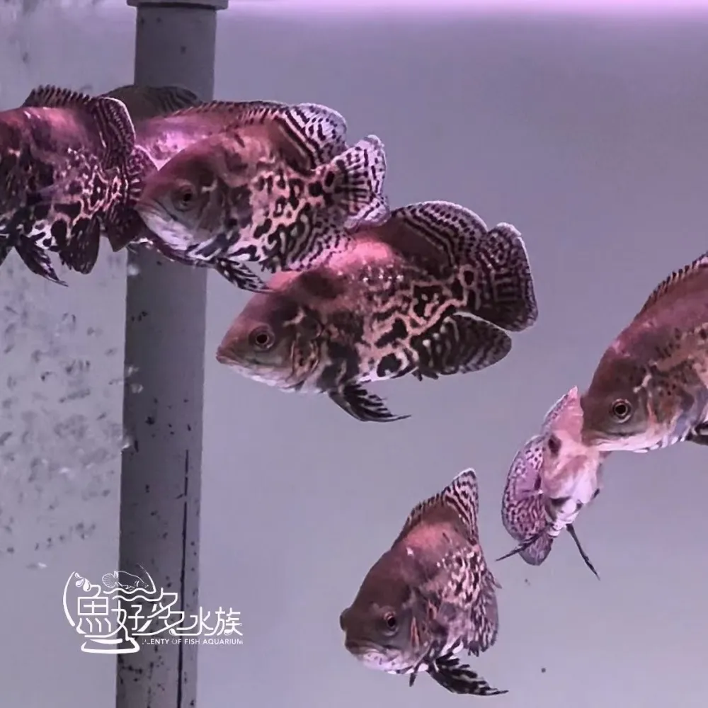 短身花豬
