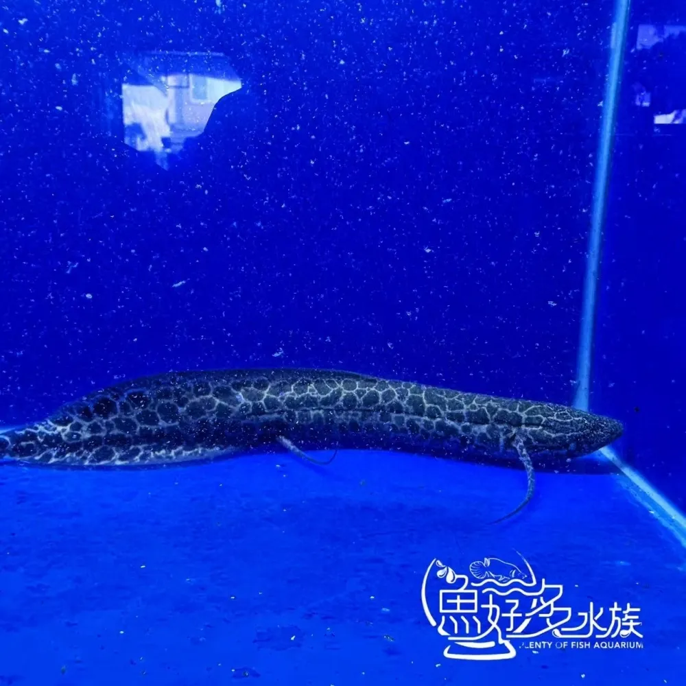 滿紋維多利亞肺魚