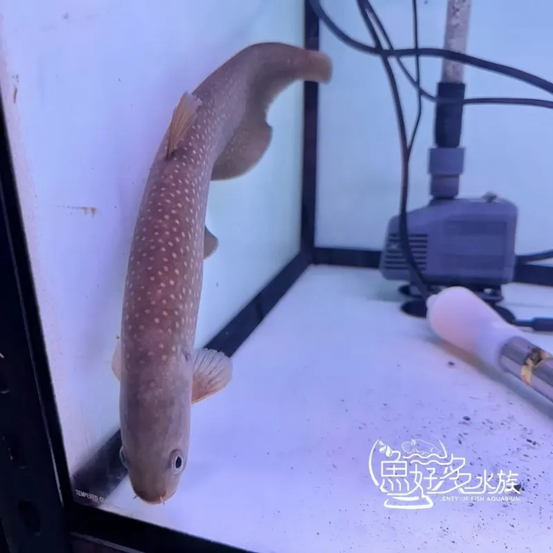 精品級滿天星鑽石飛刀