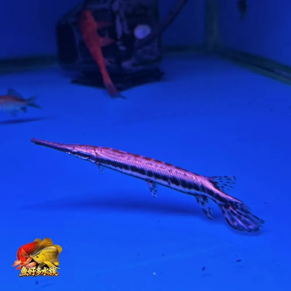 鱷魚火箭