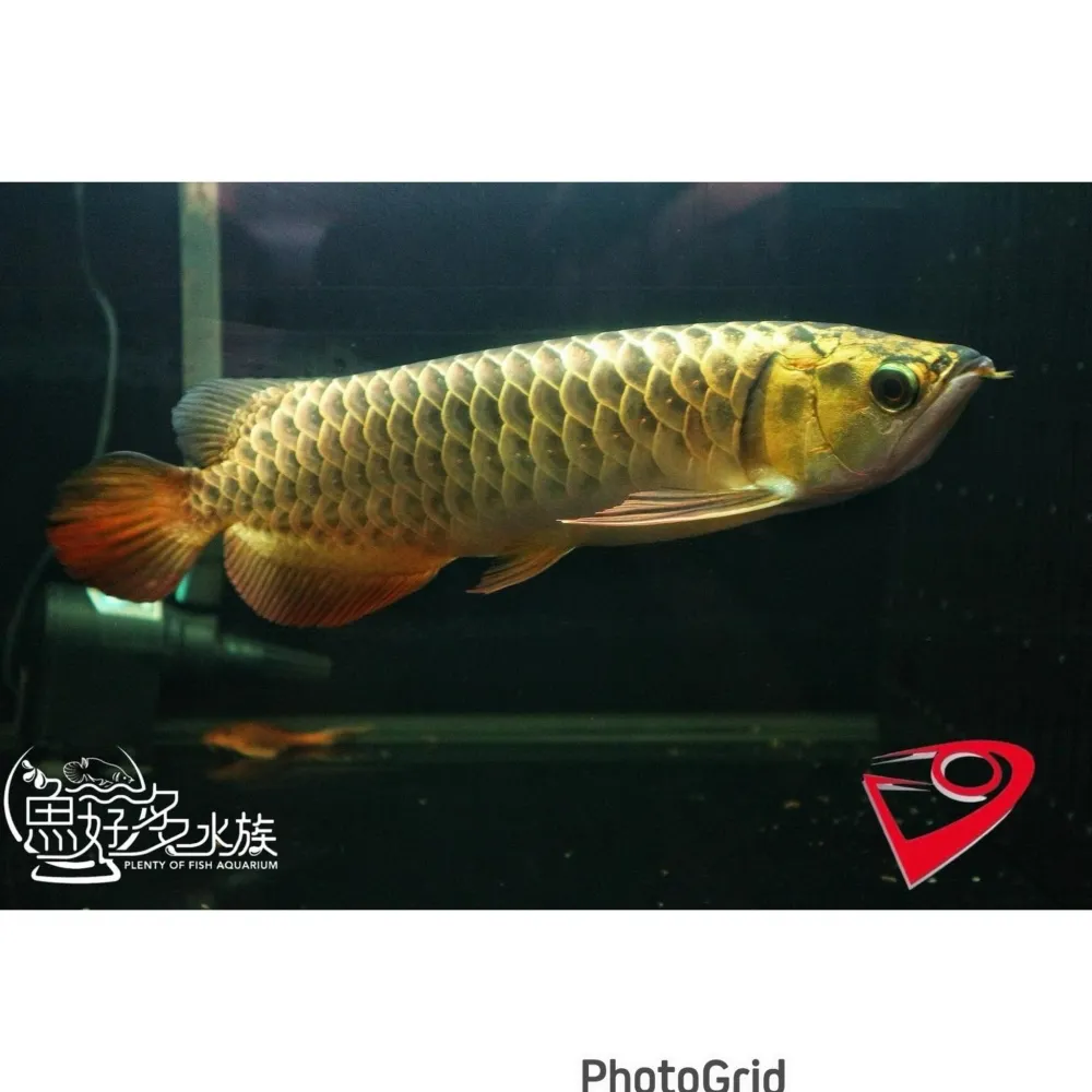 PURE滿盔大金頭過背(重金個體)
