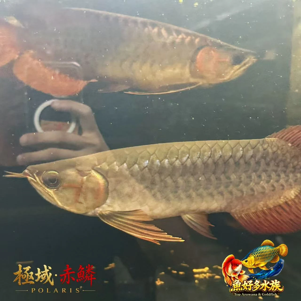 極域｜赤鱗紅龍