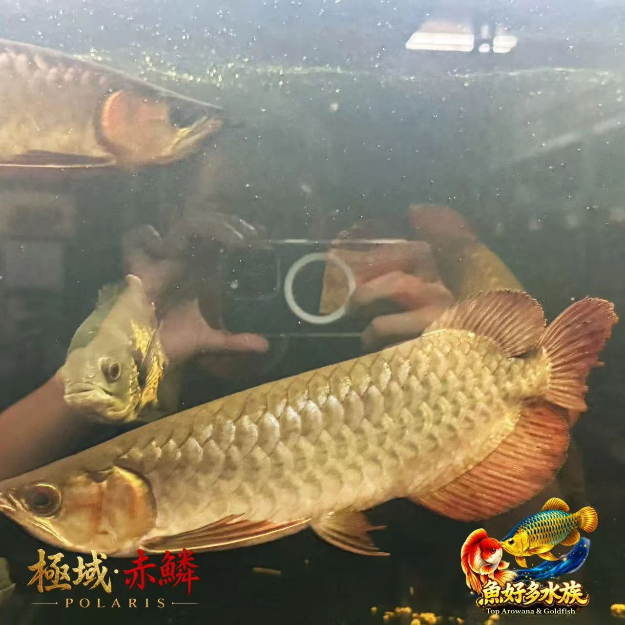 極域｜赤鱗紅龍