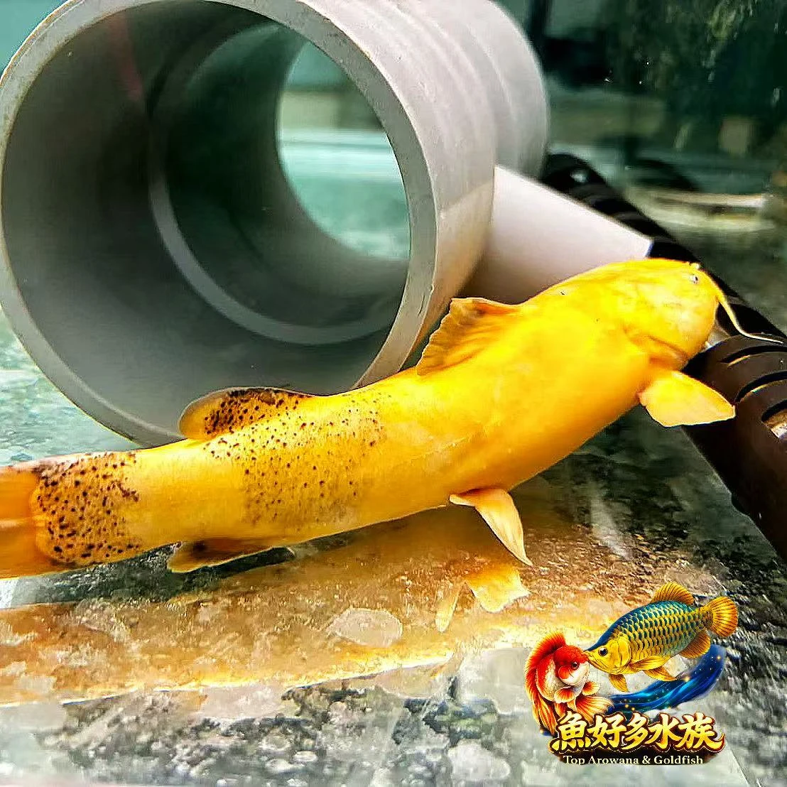 巨型蜜蜂貓・黃化
