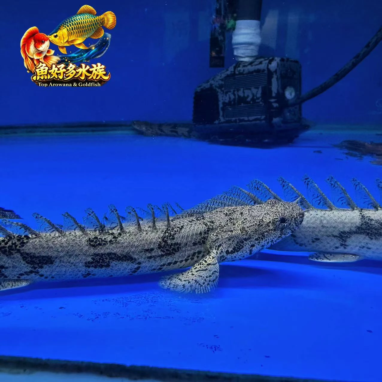 虎斑恐龍王