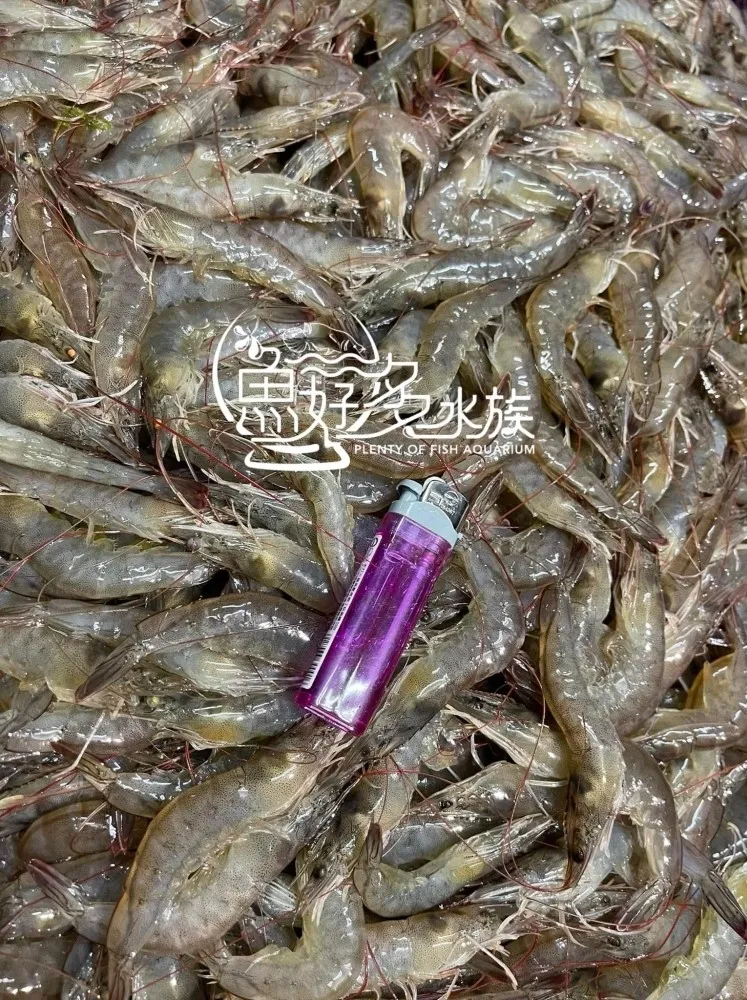 冷凍白蝦