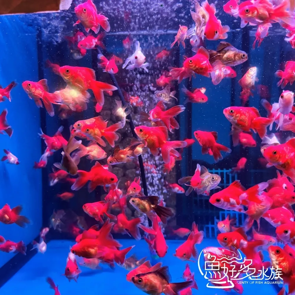 紅白小獅頭