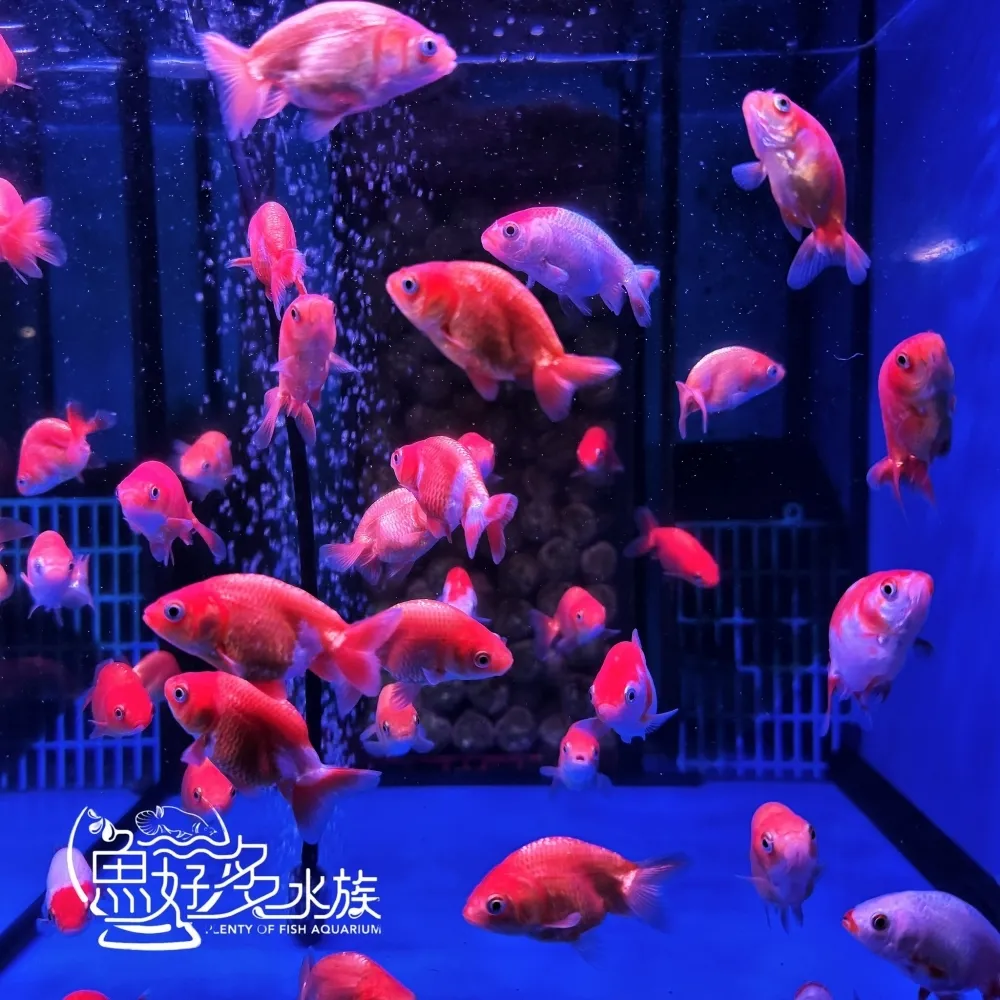 紅白蘭壽