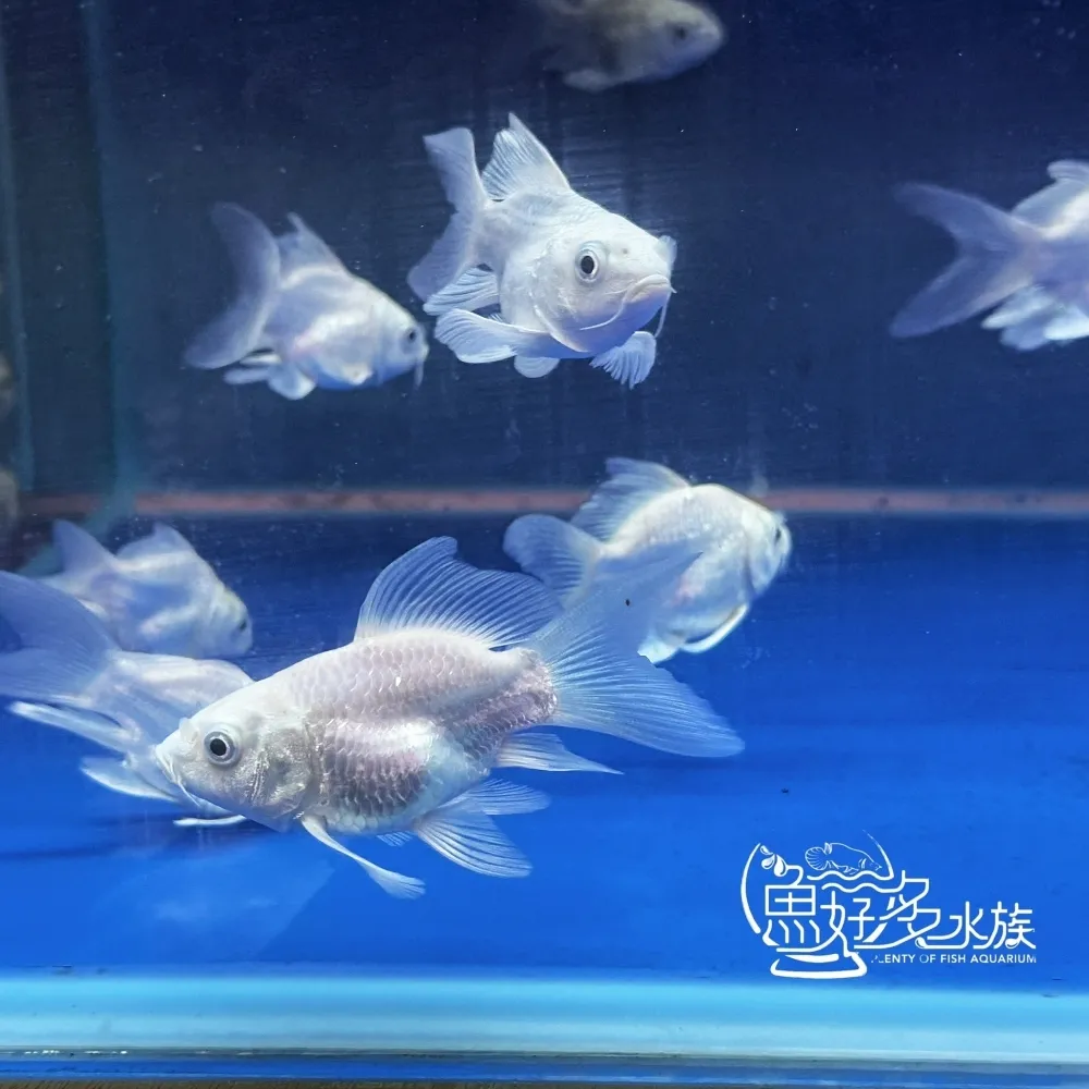 短身白金蝴蝶龍鯉