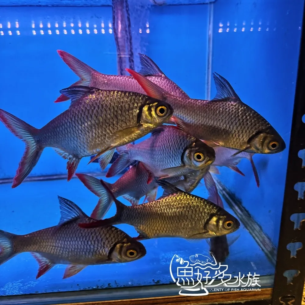 泰國鯽