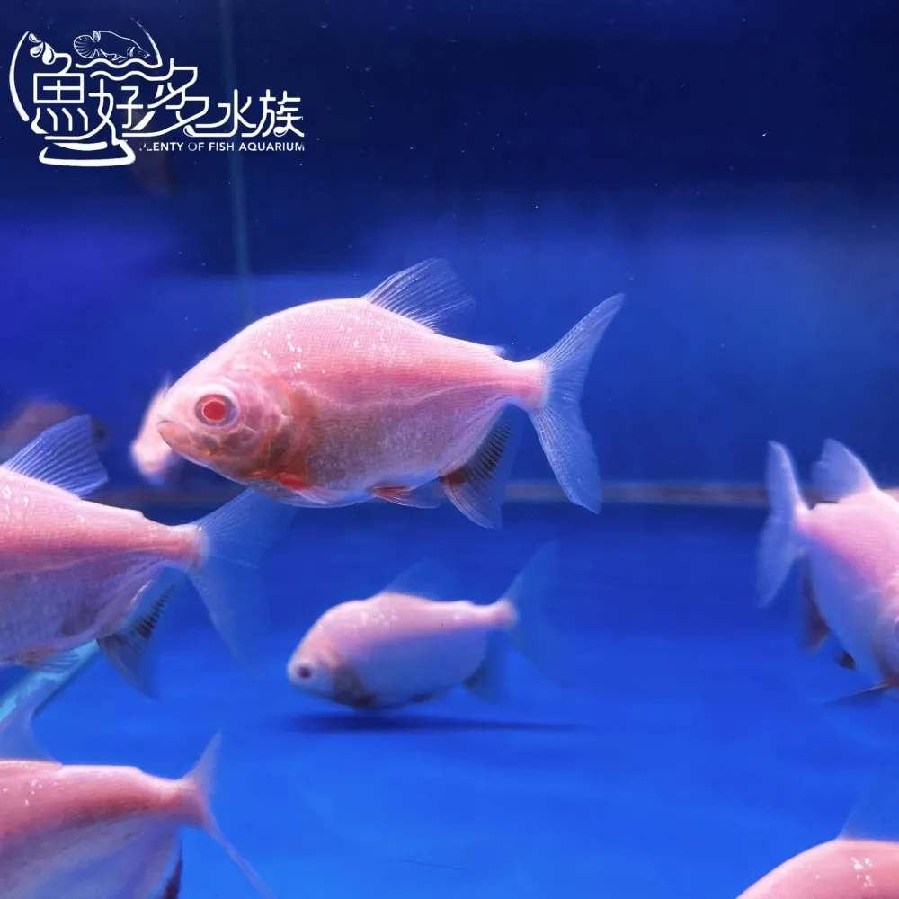 白子銀板