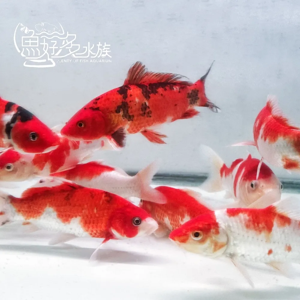 特色紅白錦鯉