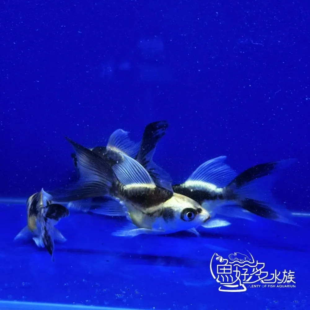 短身瑪雅蝴蝶龍鯉