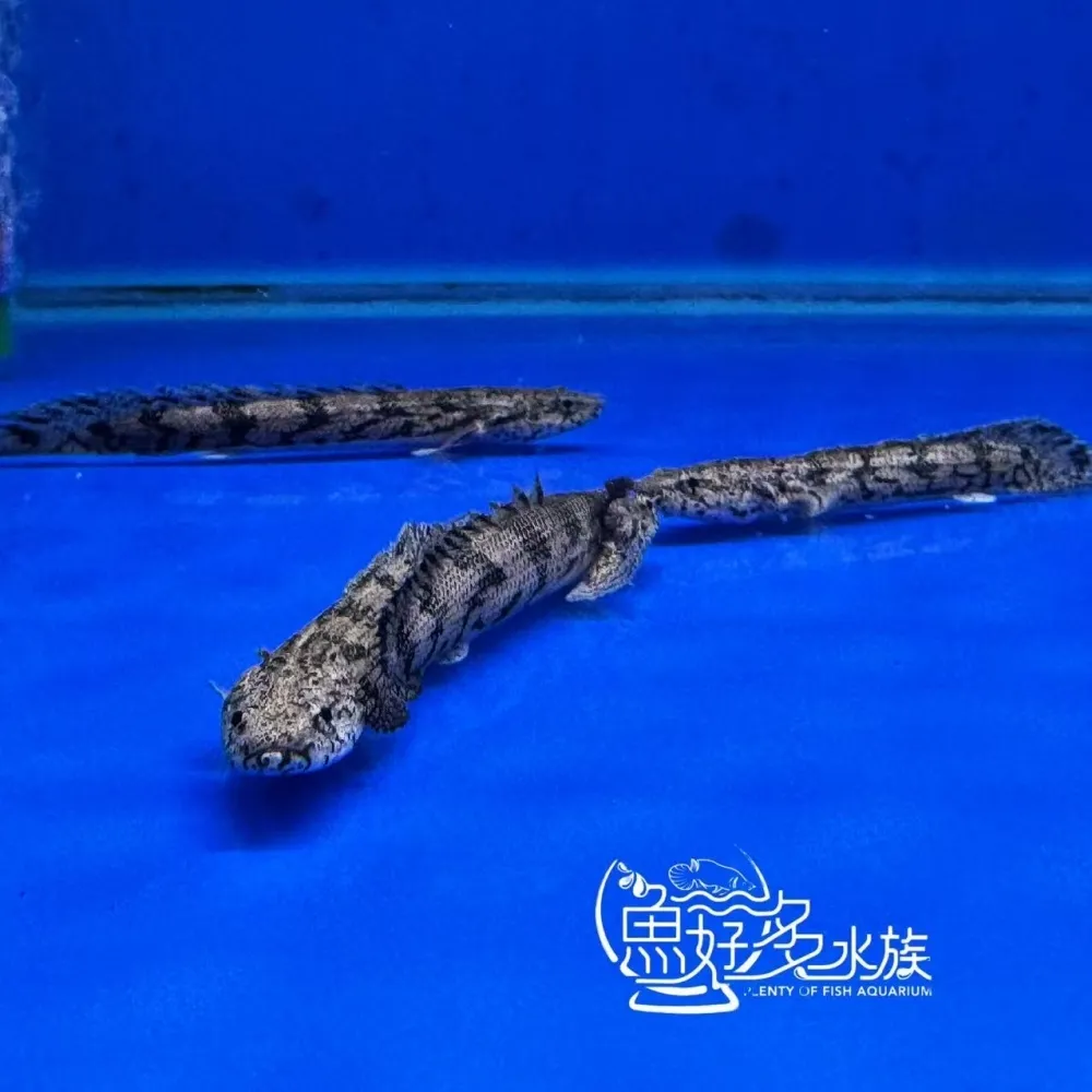 虎斑恐龍王