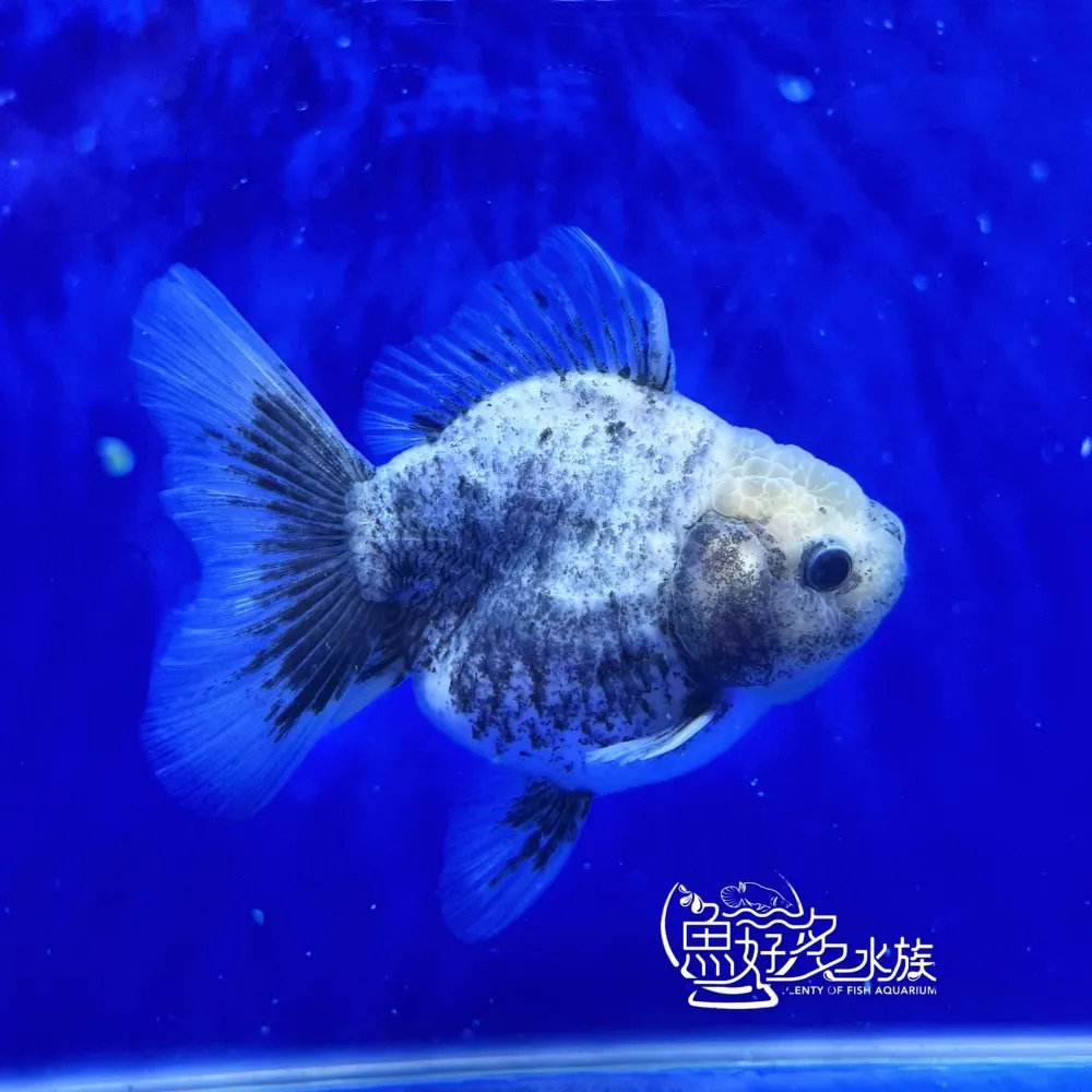 原裝百褶尾泰獅(芝麻斑配色)