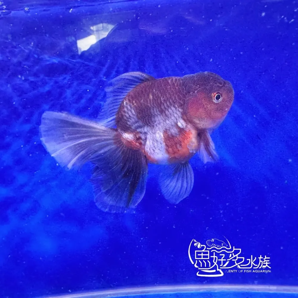 原裝百褶尾泰獅(麒麟配色)