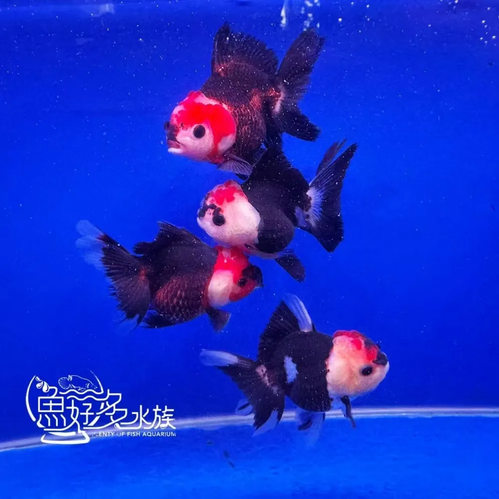 三色瑪莉泰獅