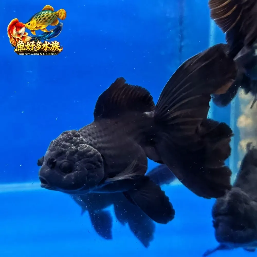 黑泰獅