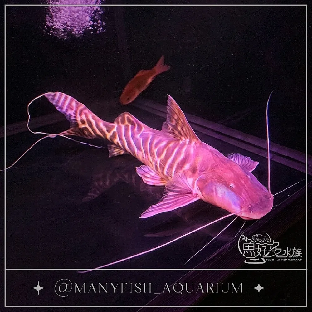 斑馬鴨嘴45cm+-