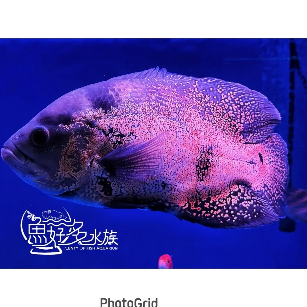 豹紋花豬