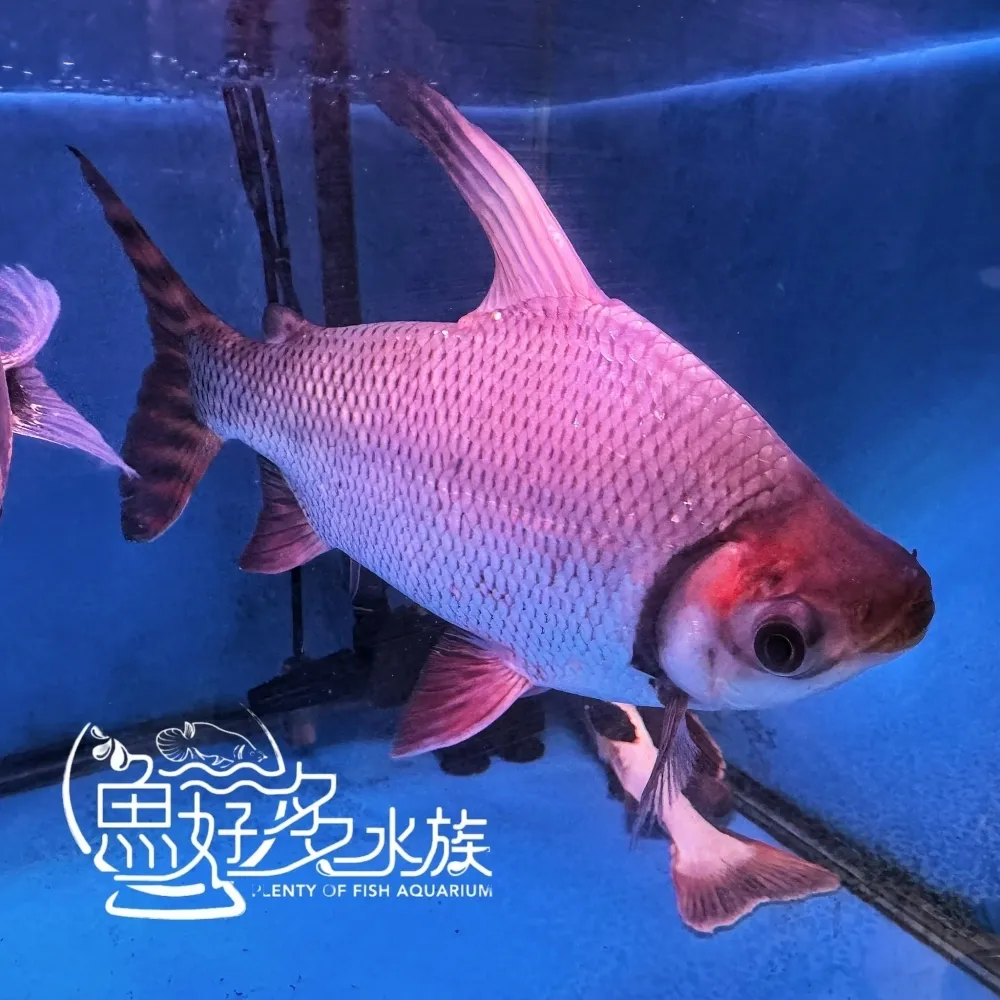 高翅飛鳳 11尾線