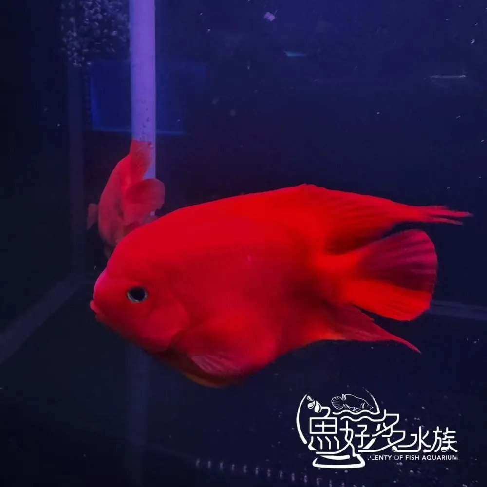 原裝進口 精品紅元寶