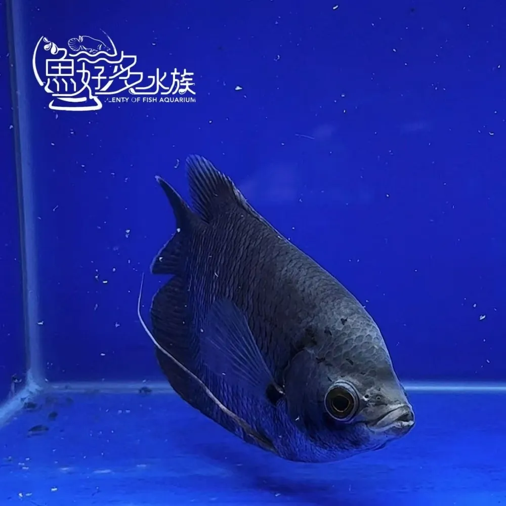 灰戰船