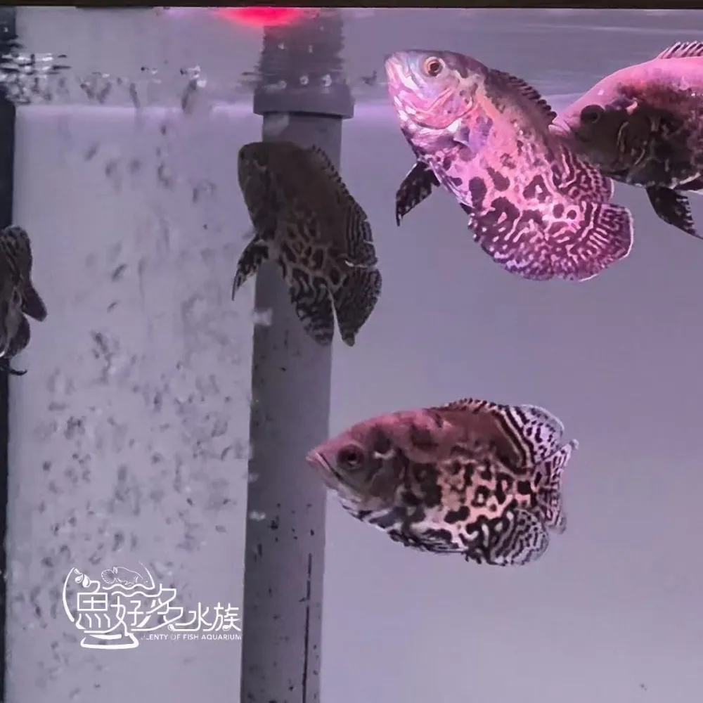 短身花豬