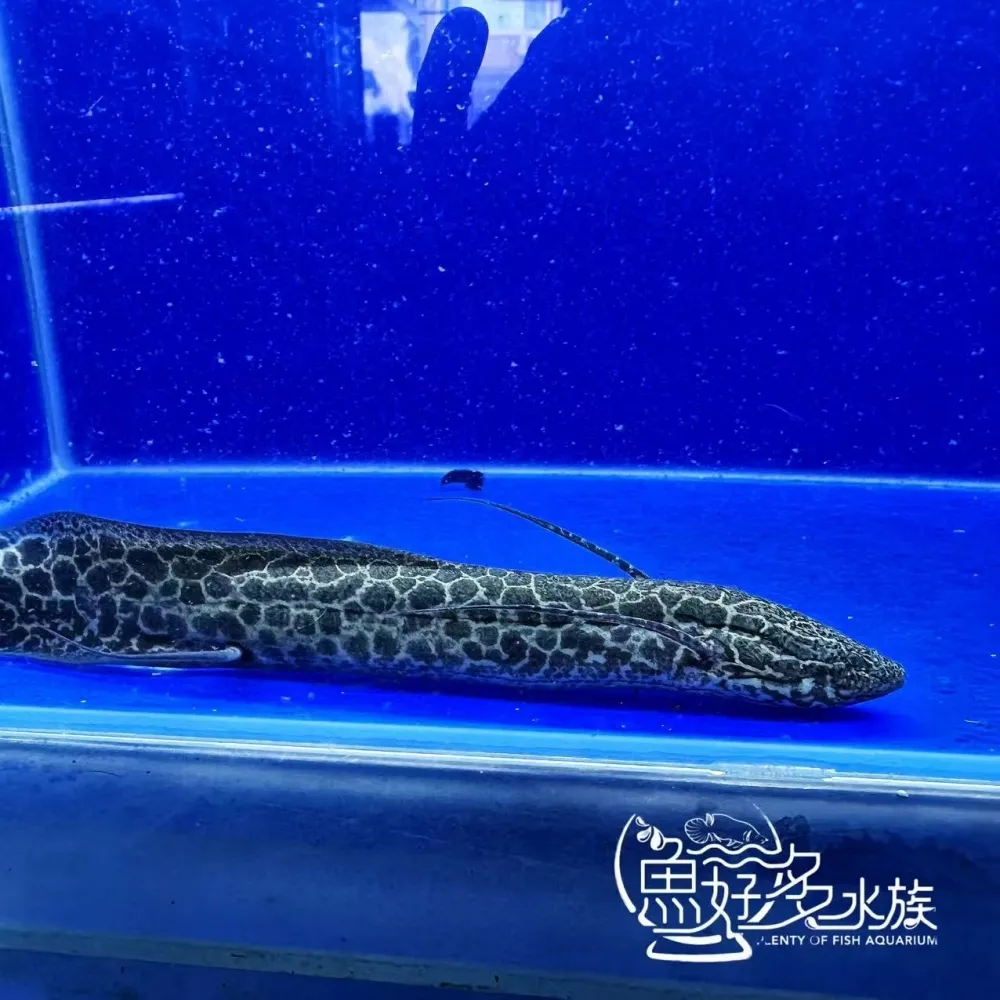 滿紋維多利亞肺魚