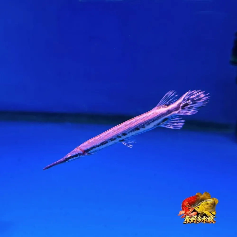 鱷魚火箭