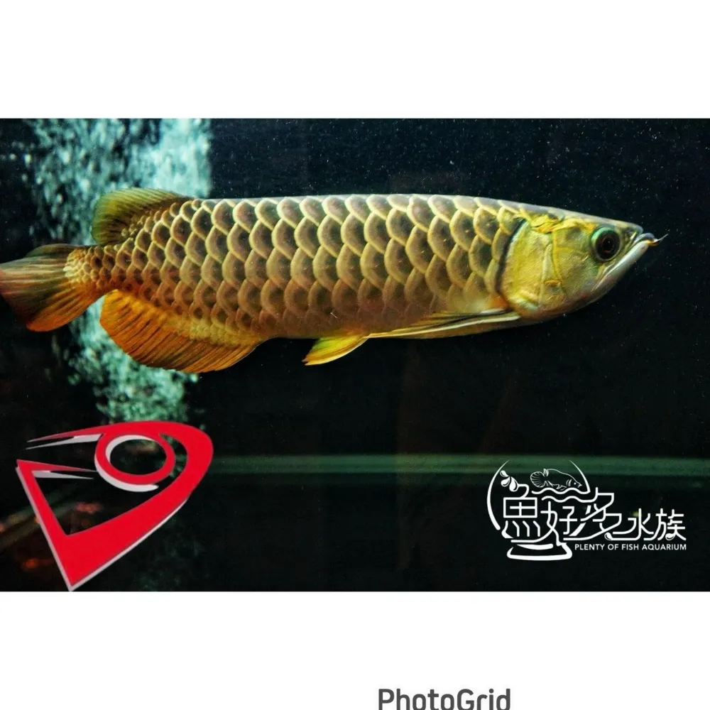 PURE滿盔大金頭過背(背部一條龍個體)