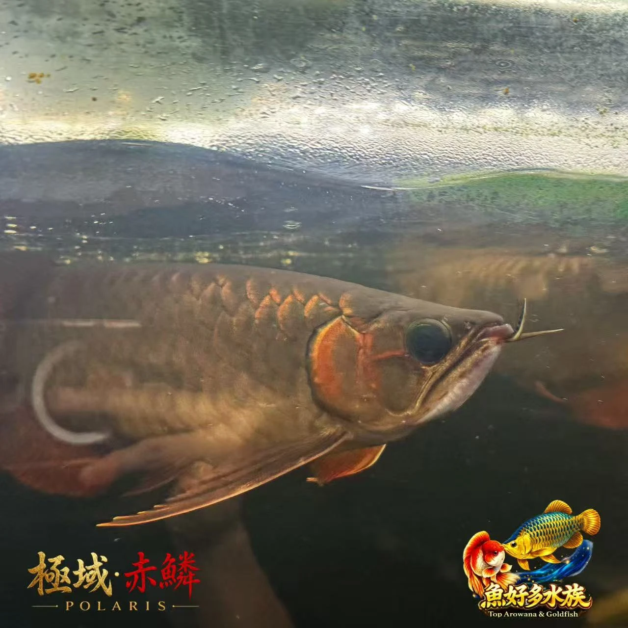 極域｜赤鱗紅龍