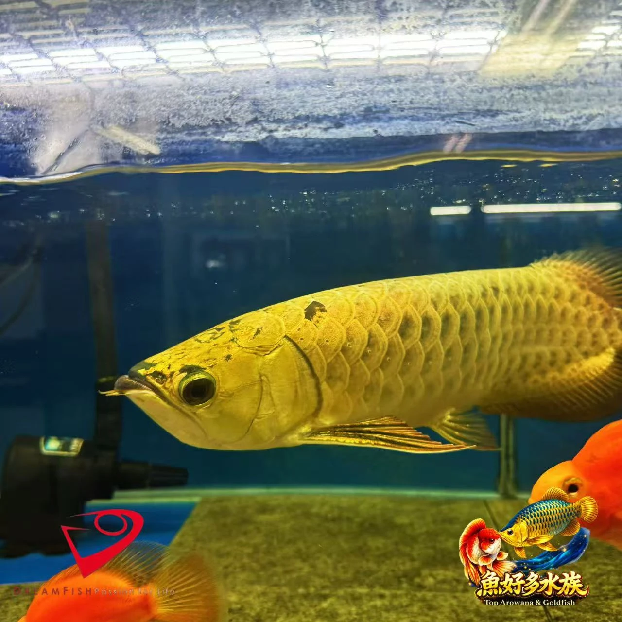 PURE滿盔大金頭過背