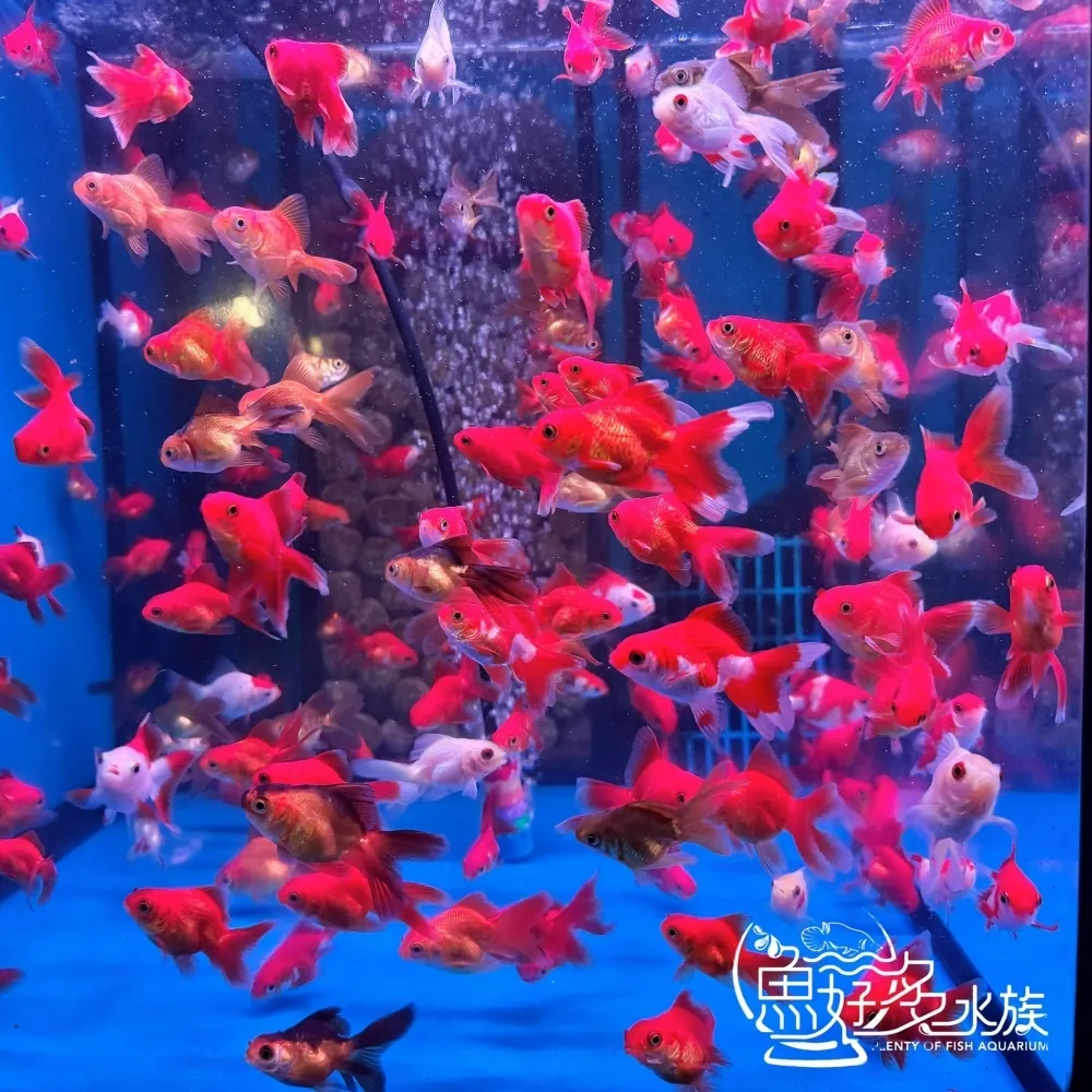 紅白小獅頭